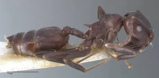 Crematogaster stadelmanni specimen FOCOL1512 image focol1512_4