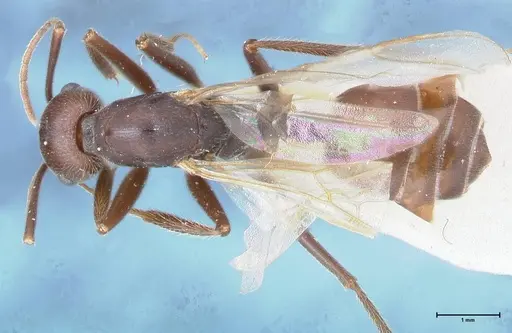 Crematogaster stadelmanni specimen FOCOL1513 image focol1513_1