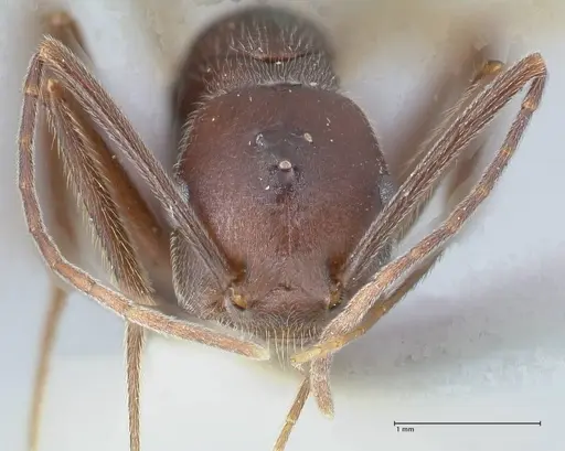 Crematogaster stadelmanni specimen FOCOL1513 image focol1513_2