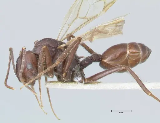 Crematogaster stadelmanni specimen FOCOL1513 image focol1513_3