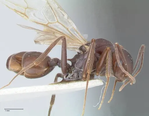 Crematogaster stadelmanni specimen FOCOL1513 image focol1513_4