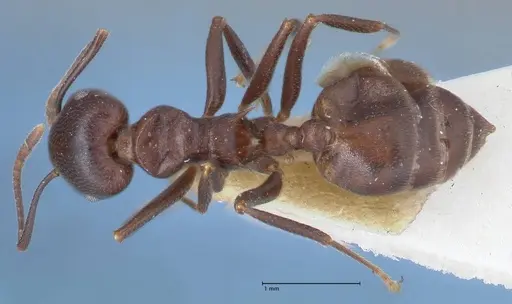 Crematogaster stadelmanni specimen FOCOL1514 image focol1514_1