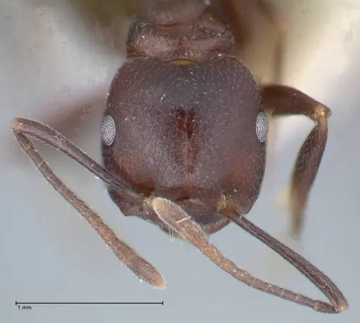Crematogaster stadelmanni specimen FOCOL1514 image focol1514_2