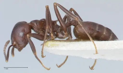 Crematogaster stadelmanni specimen FOCOL1514 image focol1514_3