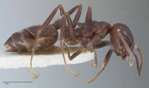Crematogaster stadelmanni specimen FOCOL1514 image focol1514_4