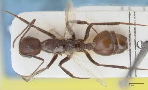 Crematogaster stadelmanni specimen FOCOL1515 image focol1515_1