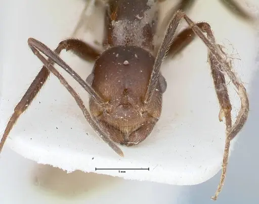 Crematogaster stadelmanni specimen FOCOL1515 image focol1515_2