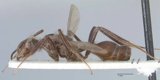 Crematogaster stadelmanni specimen FOCOL1515 image focol1515_3