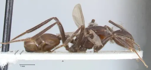 Crematogaster stadelmanni specimen FOCOL1515 image focol1515_4