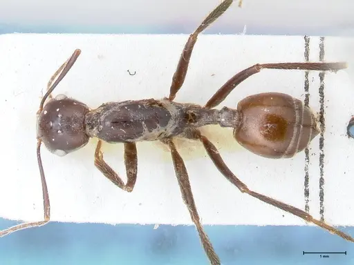 Crematogaster stadelmanni specimen FOCOL1516 image focol1516_1
