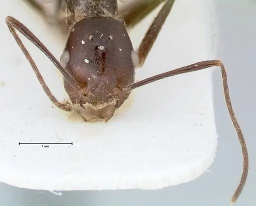 Crematogaster stadelmanni specimen FOCOL1516 image focol1516_2