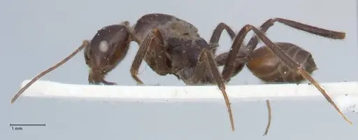Crematogaster stadelmanni specimen FOCOL1516 image focol1516_3