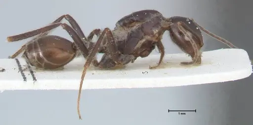 Crematogaster stadelmanni specimen FOCOL1516 image focol1516_4