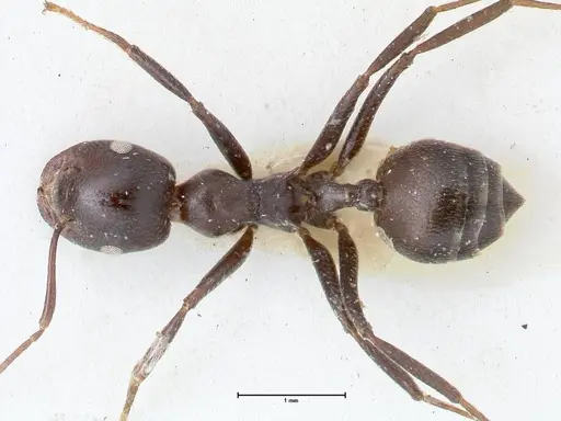 Crematogaster stadelmanni specimen FOCOL1517 image focol1517_1