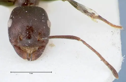 Crematogaster stadelmanni specimen FOCOL1517 image focol1517_2