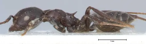 Crematogaster stadelmanni specimen FOCOL1517 image focol1517_3