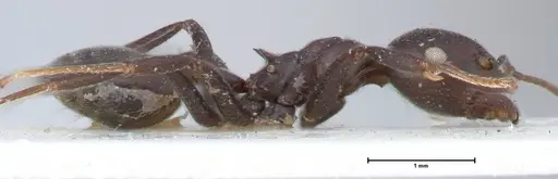 Crematogaster stadelmanni specimen FOCOL1517 image focol1517_4