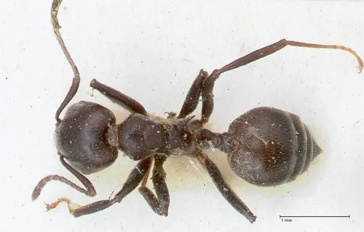 Crematogaster stadelmanni specimen FOCOL1518 image focol1518_1