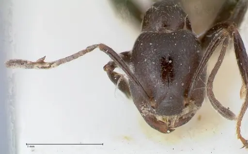 Crematogaster stadelmanni specimen FOCOL1518 image focol1518_2