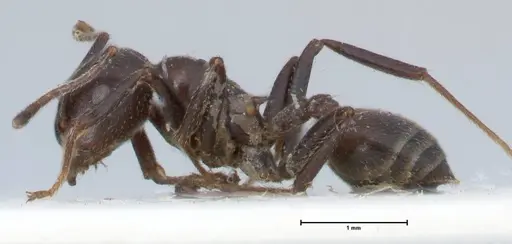 Crematogaster stadelmanni specimen FOCOL1518 image focol1518_3