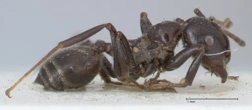 Crematogaster stadelmanni specimen FOCOL1518 image focol1518_4