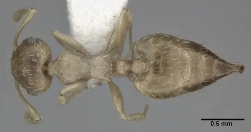 Crematogaster steinheili specimen CASENT0246030 image casent0246030_1