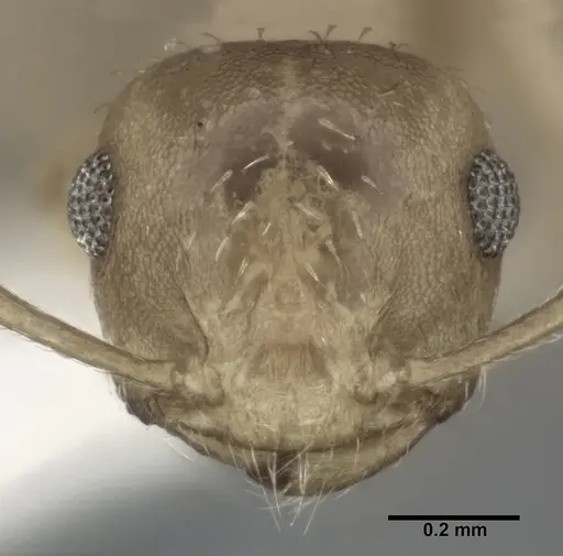 Crematogaster steinheili specimen CASENT0246030 image casent0246030_2