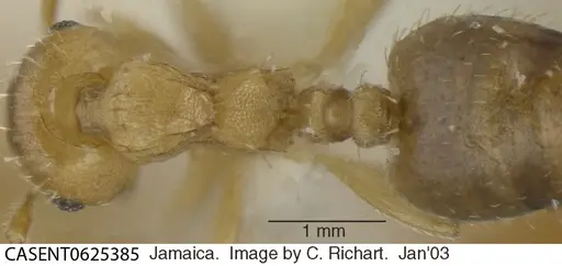 Crematogaster steinheili specimen CASENT0625385 image casent0625385_1