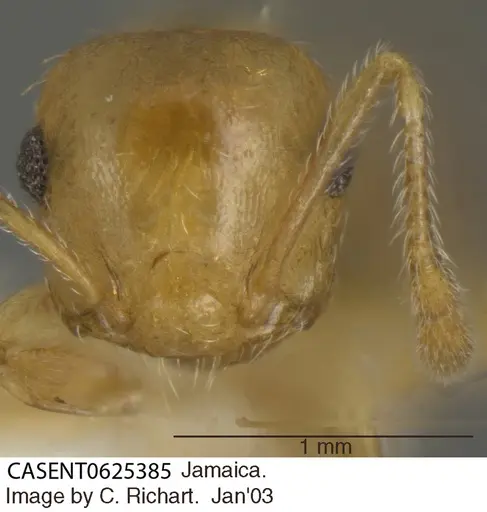Crematogaster steinheili specimen CASENT0625385 image casent0625385_2