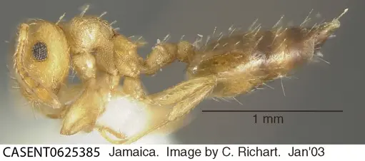 Crematogaster steinheili specimen CASENT0625385 image casent0625385_3