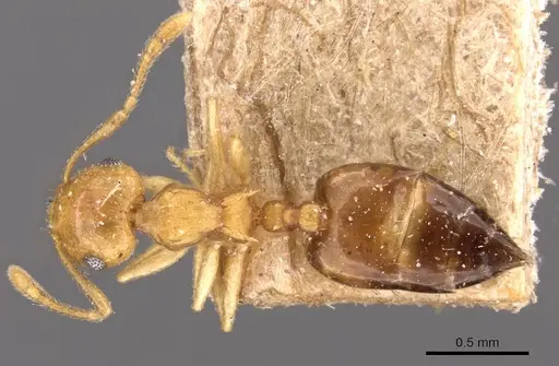 Crematogaster steinheili specimen CASENT0908425 image casent0908425_1