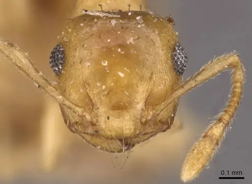 Crematogaster steinheili specimen CASENT0908425 image casent0908425_2