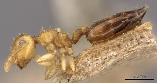 Crematogaster steinheili specimen CASENT0908425 image casent0908425_3