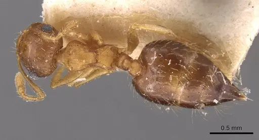 Crematogaster steinheili specimen CASENT0908426 image casent0908426_1