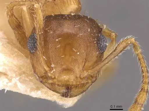 Crematogaster steinheili specimen CASENT0908426 image casent0908426_2