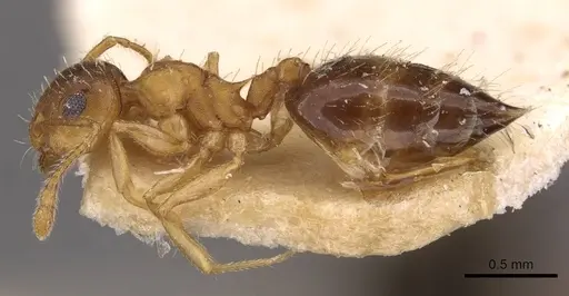 Crematogaster steinheili specimen CASENT0908426 image casent0908426_3