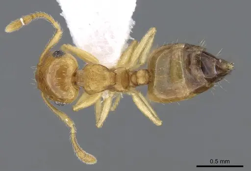 Crematogaster steinheili specimen CASENT0914645 image casent0914645_1