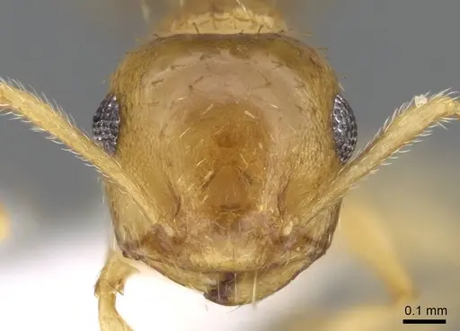 Crematogaster steinheili specimen CASENT0914645 image casent0914645_2