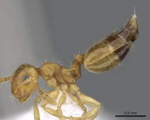 Crematogaster steinheili specimen CASENT0914645 image casent0914645_3