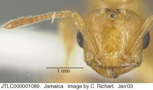Crematogaster steinheili specimen JTLC000001089 image jtlc000001089_1