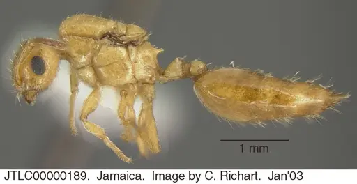 Crematogaster steinheili specimen JTLC000001089 image jtlc000001089_2