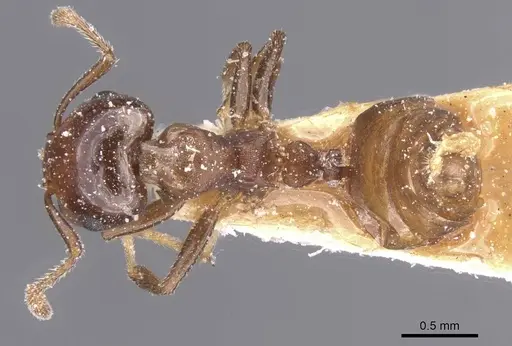 Crematogaster stigmata specimen CASENT0912724 image casent0912724_1