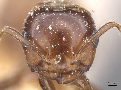 Crematogaster stigmata specimen CASENT0912724 image casent0912724_2