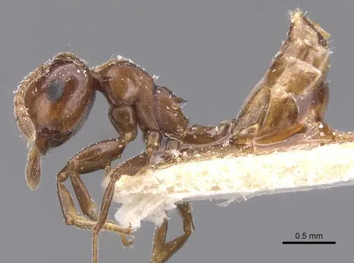 Crematogaster stigmata specimen CASENT0912724 image casent0912724_3
