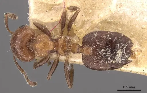 Crematogaster stigmatica specimen CASENT0908416 image casent0908416_1
