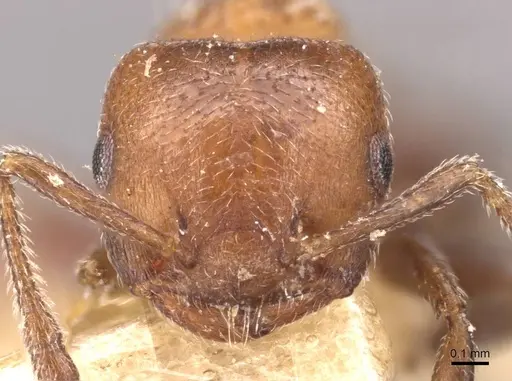 Crematogaster stigmatica specimen CASENT0908416 image casent0908416_2