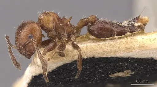 Crematogaster stigmatica specimen CASENT0908416 image casent0908416_3