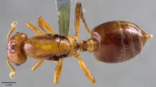 Crematogaster stollii specimen ANTWEB1041872 image antweb1041872_1