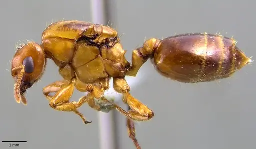Crematogaster stollii specimen ANTWEB1041872 image antweb1041872_3