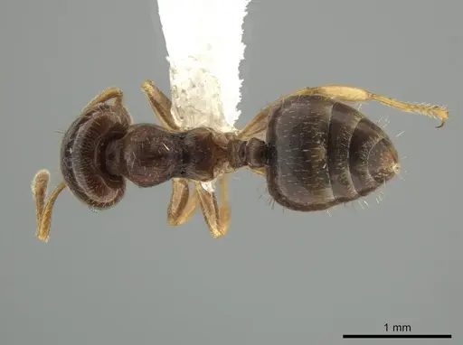Crematogaster stollii specimen CASENT0649919 image casent0649919_1